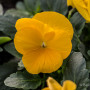 Viola pansè cornuta gialla