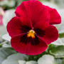 Viola pansè rosso