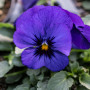 Viola pansè cornuta blue