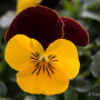 Viola pansè cornuta bicolore