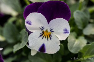 Viola pansè cornuta bicolore