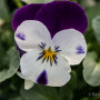 Viola pansè cornuta bicolore