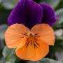Viola pansè cornuta bicolore