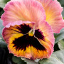 Viola pansè acquarello