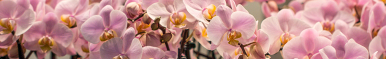 Fiori di orchidee Phaleonopsis